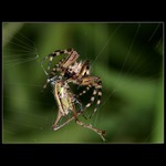 Za 2 sekundy zpacifikováno...