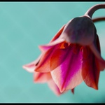 ... Zvonek štěstí ...