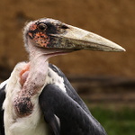 pták ošklivák....