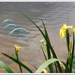 Když ryby neberou ...