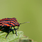 kněžice páskovaná