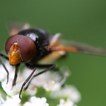 Pestřenka prosvítavá