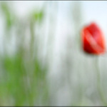 Anthos