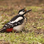 strakapoud velký :))