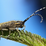 tesařík úzkoštítý