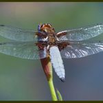 .:Dragon fly:.