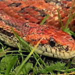 užovka  severoamerická