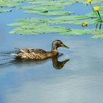 U soutoku Labe s Jizerou se proháněly kačenky