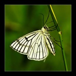 Bělokřídlec luční