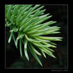 Zelená ježkovice ježatá:)