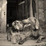 Poslední slova před smrtí: Ty máš krásné zoubky...