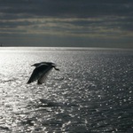 Pochod mořem, Holandsko