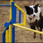 agility