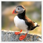 Papuchalk bělobradý...