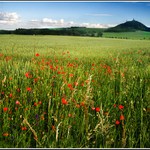 Vlčí máky pod Házmburkem
