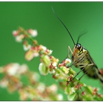 .. tuhle vezmu naší mamce ..