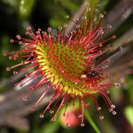 Rosnatka okrouhlolistá