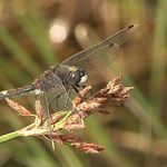 Vážka jasnoskvrnná-Leucorrhinia pectoralis.