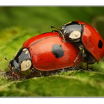 Ako to robia lienky :)