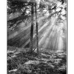 Slnko nakuklo do lesa