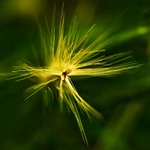 ...kláskozrání...