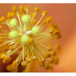 ...muchomurky bile...