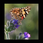 Babočka bodliaková (Vanessa cardui L) X