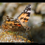 babočka bodláková