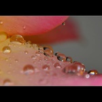 ... Společenství kapek ...