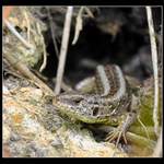 ...Před ještěřím domkem...