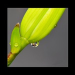 ... Orosená lilie ...