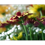 ...v záplavě květin...