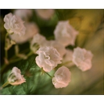 ...v bílém hávu...