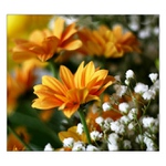 ...v záplavě květin II...