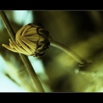 ...stébla se chytám...