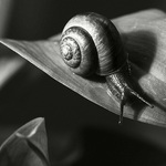 Mek Slajmek na vychádzke