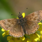 soumračník máčkový