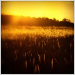 ...svetlo v tráve...