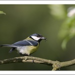 sýkora koňadra s potravou