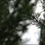 prírodné peniažky