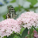 Sosackama sosame ...