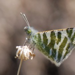 bělásek, kterého neznáte