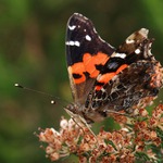 babočka, ale ne admirál