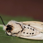 ještě si dám šlofíka