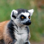 Lemur Kata