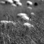 Očima pasáčka ovcí...