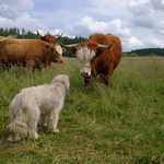 Hledání společné řeči...