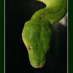 brčálový postrach