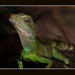 agama  kočinčíínská