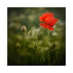 *** Taková maková ***